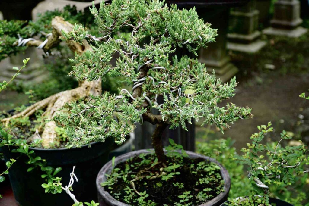 Îngrijirea plantelor este esențială pentru o creștere și dezvoltare armonioasă a plantelor.