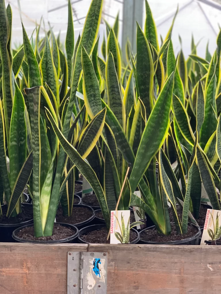 Plantele de interior nu sunt doar o adiție frumoasă la decorul casei tale, ci și au o serie de beneficii pentru sănătate. Acestea pot aduce un plus de frumusețe și prospețime în casa ta, îmbunătățind calitatea aerului și creând un mediu mai plăcut.
